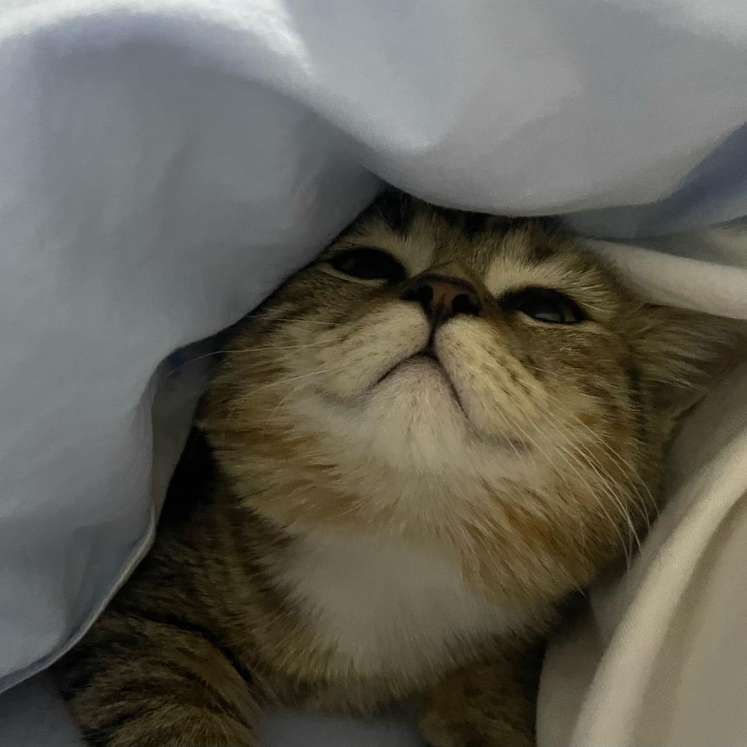 小葱蘸酸奶