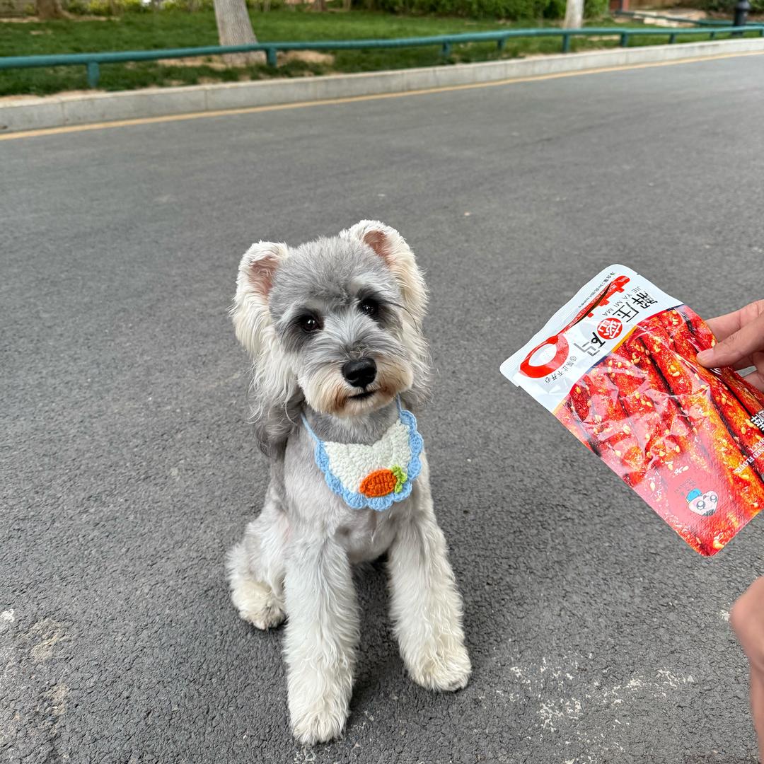 miki萌宠犬舍🐶