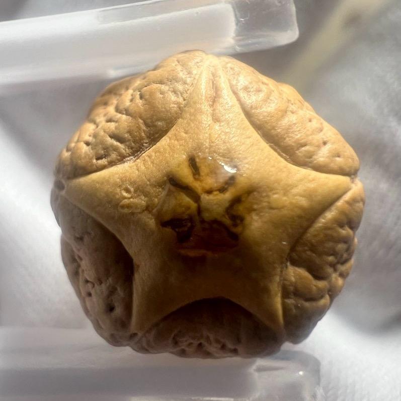 景渊凤眼菩提