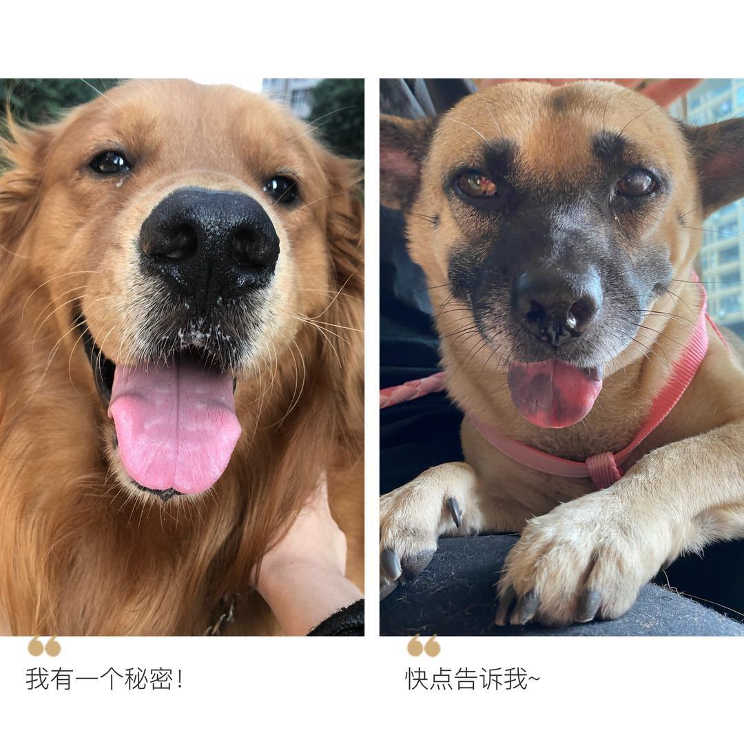 小元宝