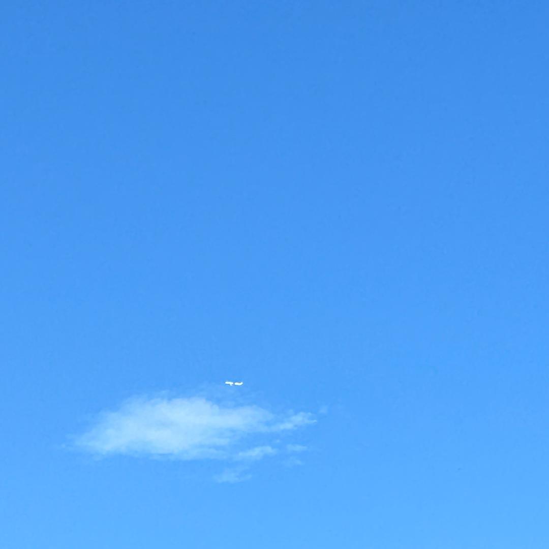 广东莲子