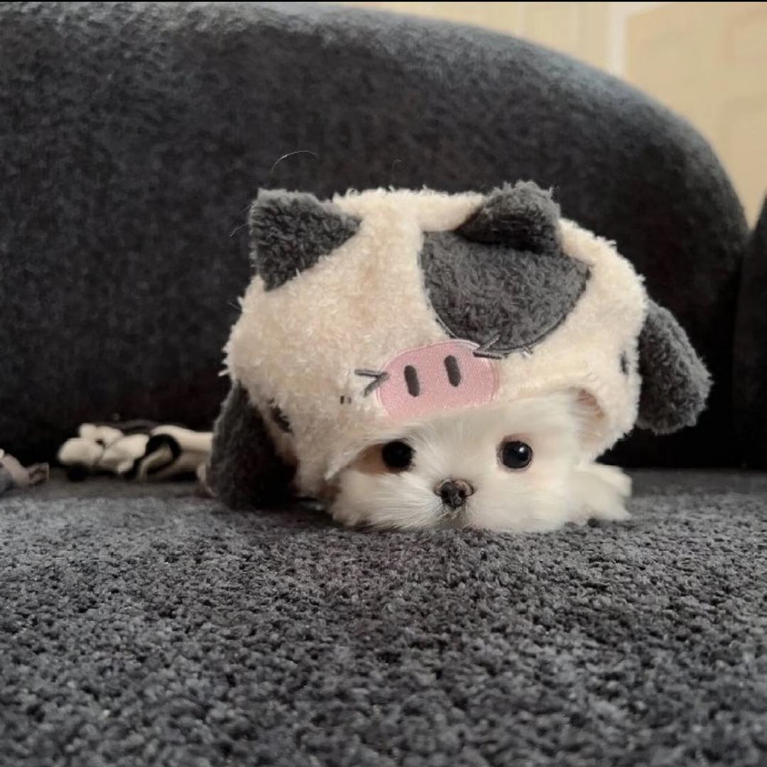 小怡怡.（帅小伙版