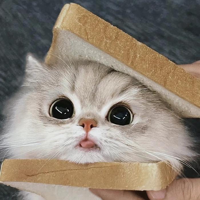 猫腻🐱