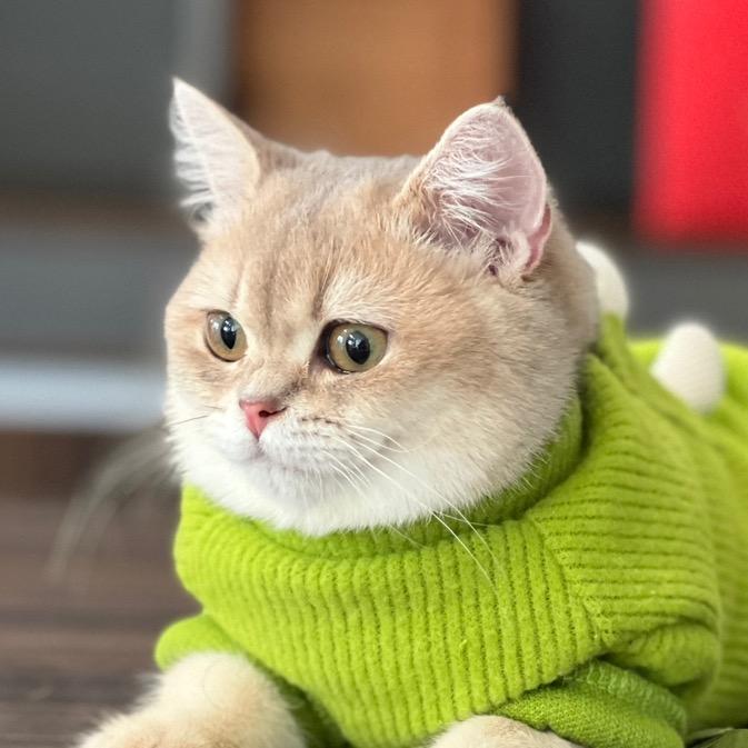 百利教你选猫粮