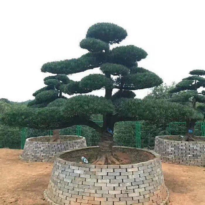 沭阳梓琪园林绿化有限公司