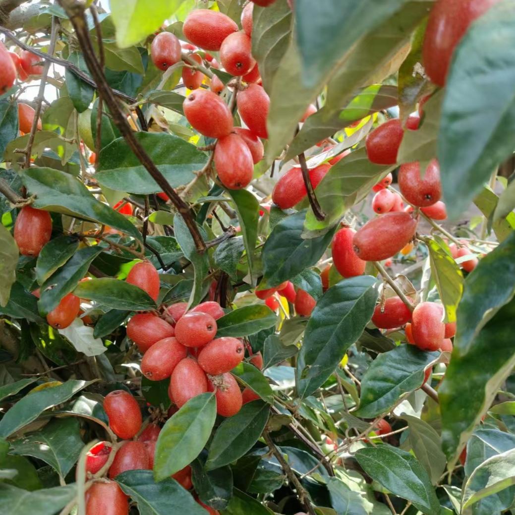 钦丰商果树苗木专营店