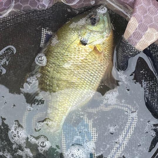 🐟芭茅堰生态园