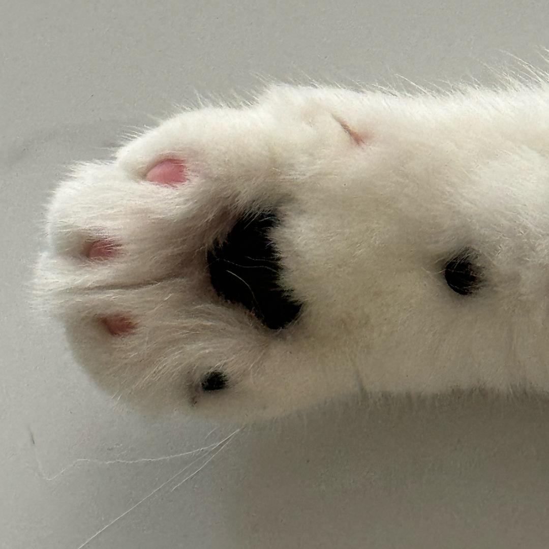 小洋不吃狼