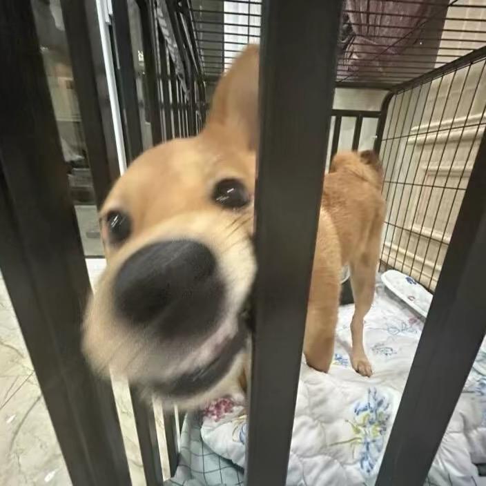 贝贝.