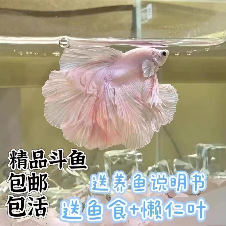 小布叮潮流DIY