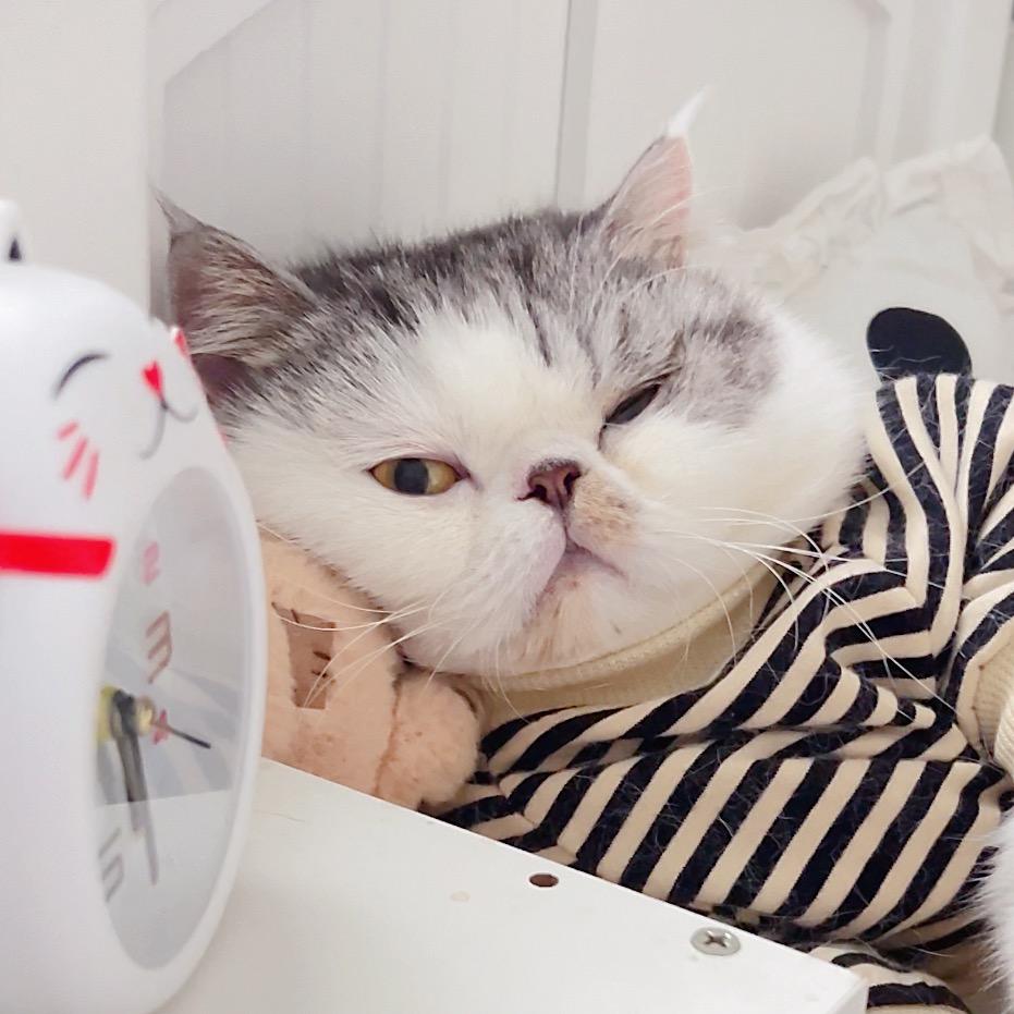 大懒猫墨宝宝@抖音