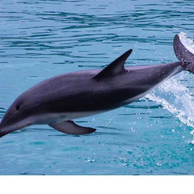 鼓浪屿白海豚旅拍
