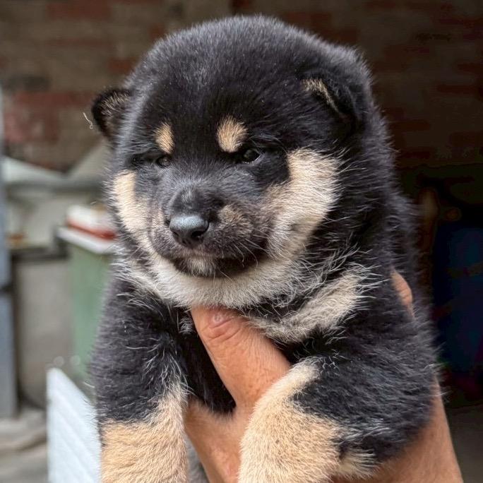 小圆圆⁰⁴⁵¹