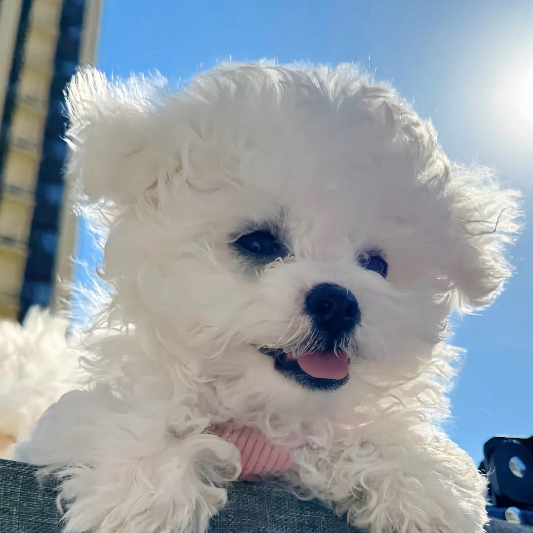 团子小B熊