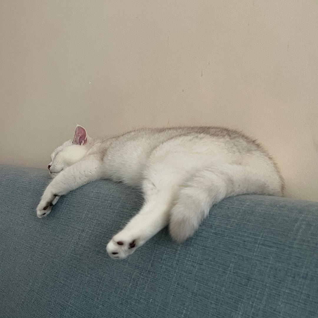 拴子
