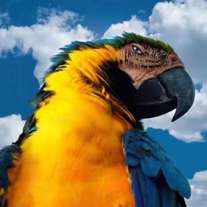 紫蓝鹦鹉大师兄（直播号）