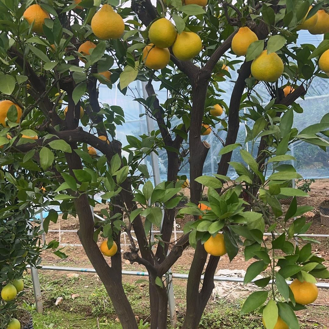 果木岛欧蒙果树苗木专卖店