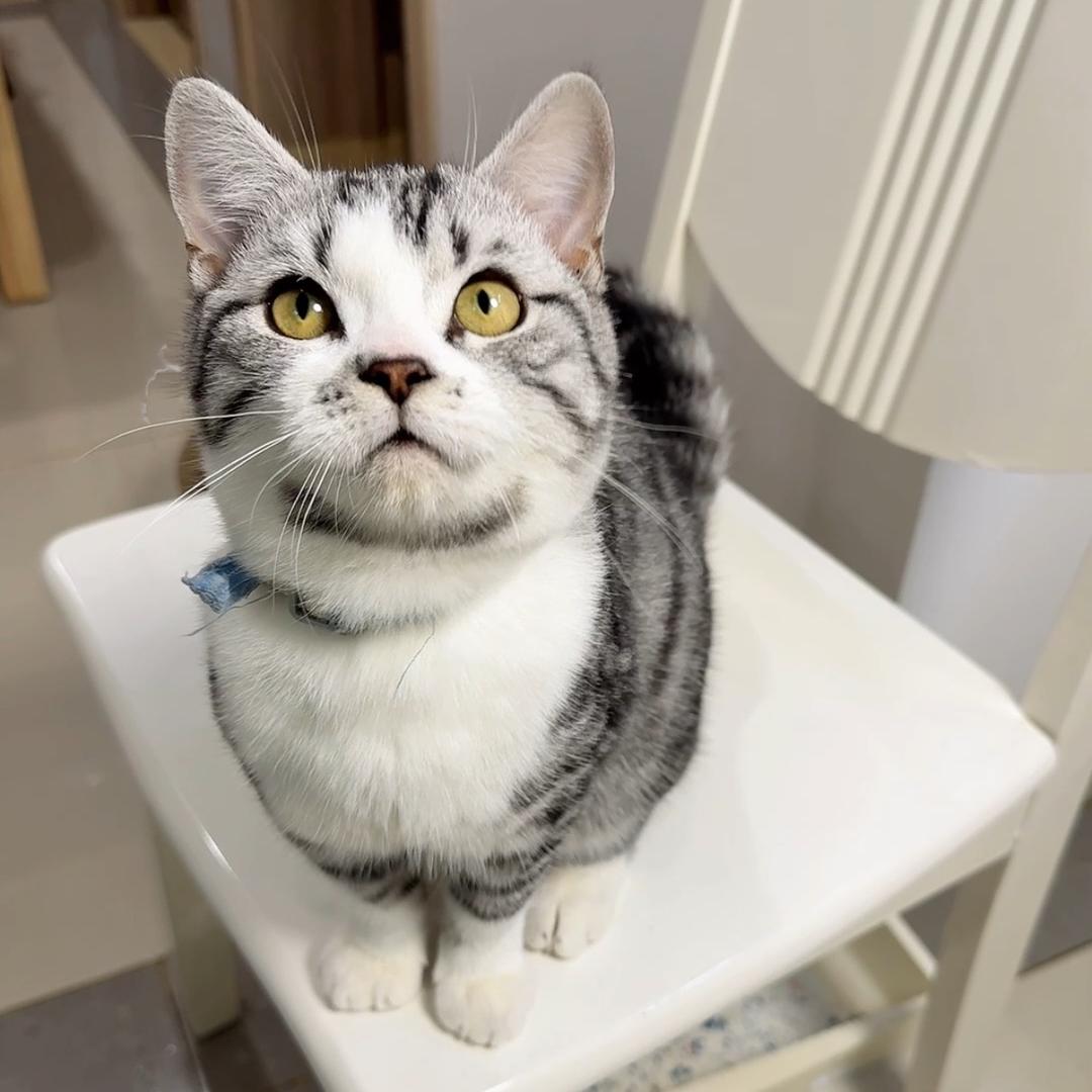 花豹是只起司猫