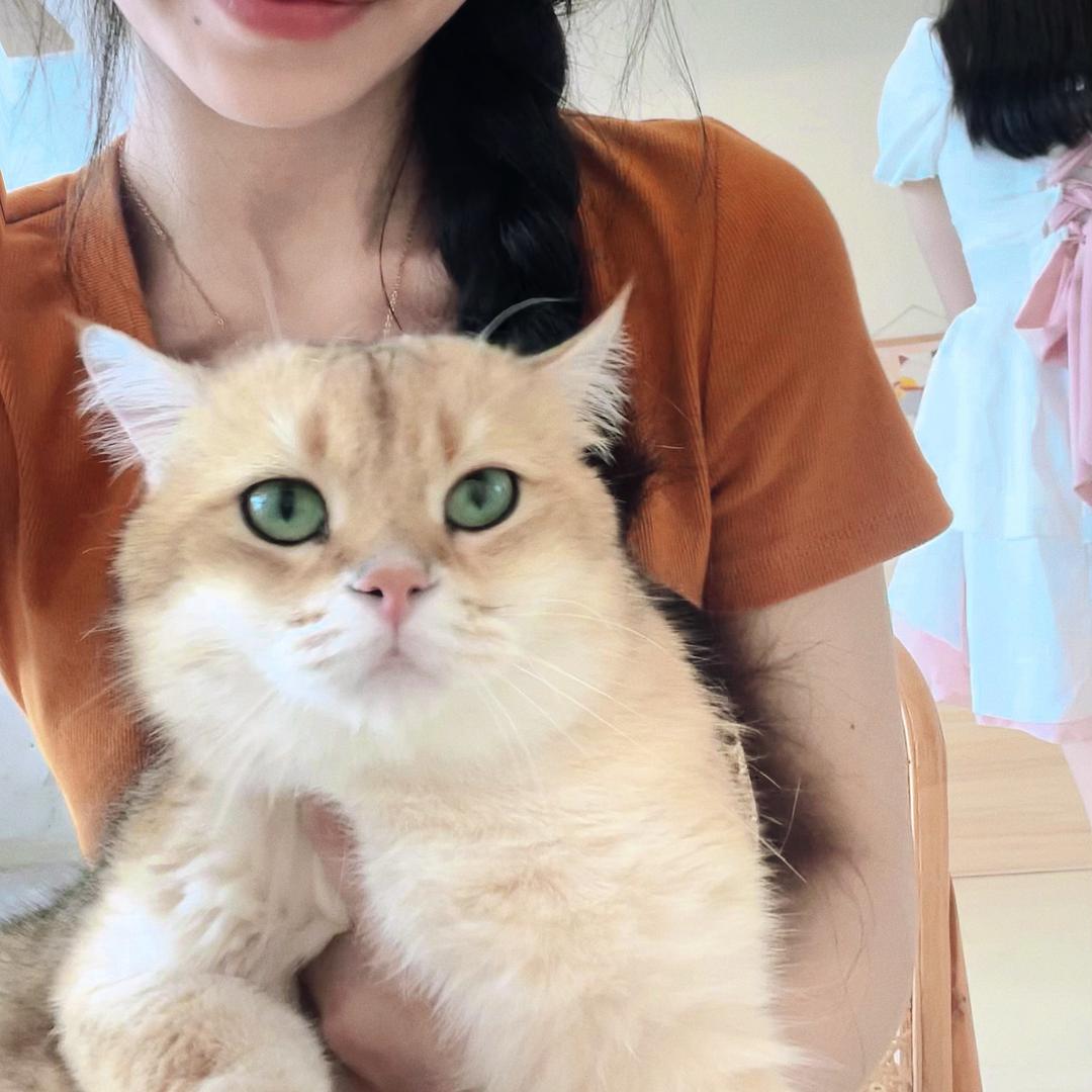 肥美少妇