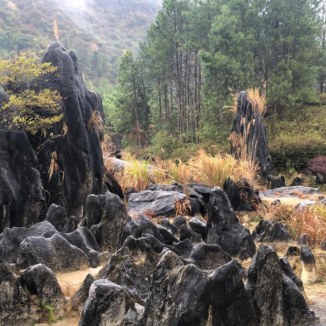 枫树