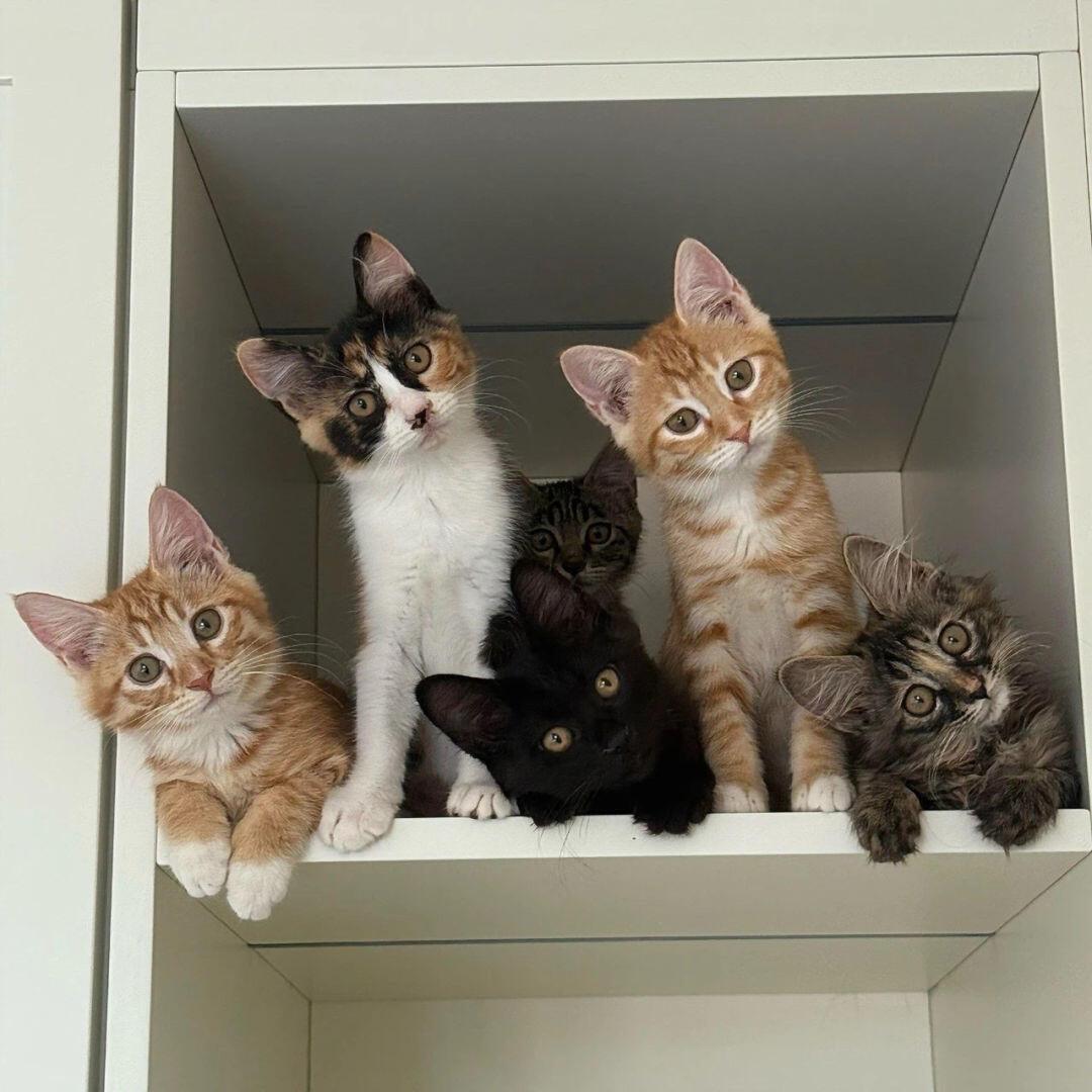 不吃香菜菜菜菜菜