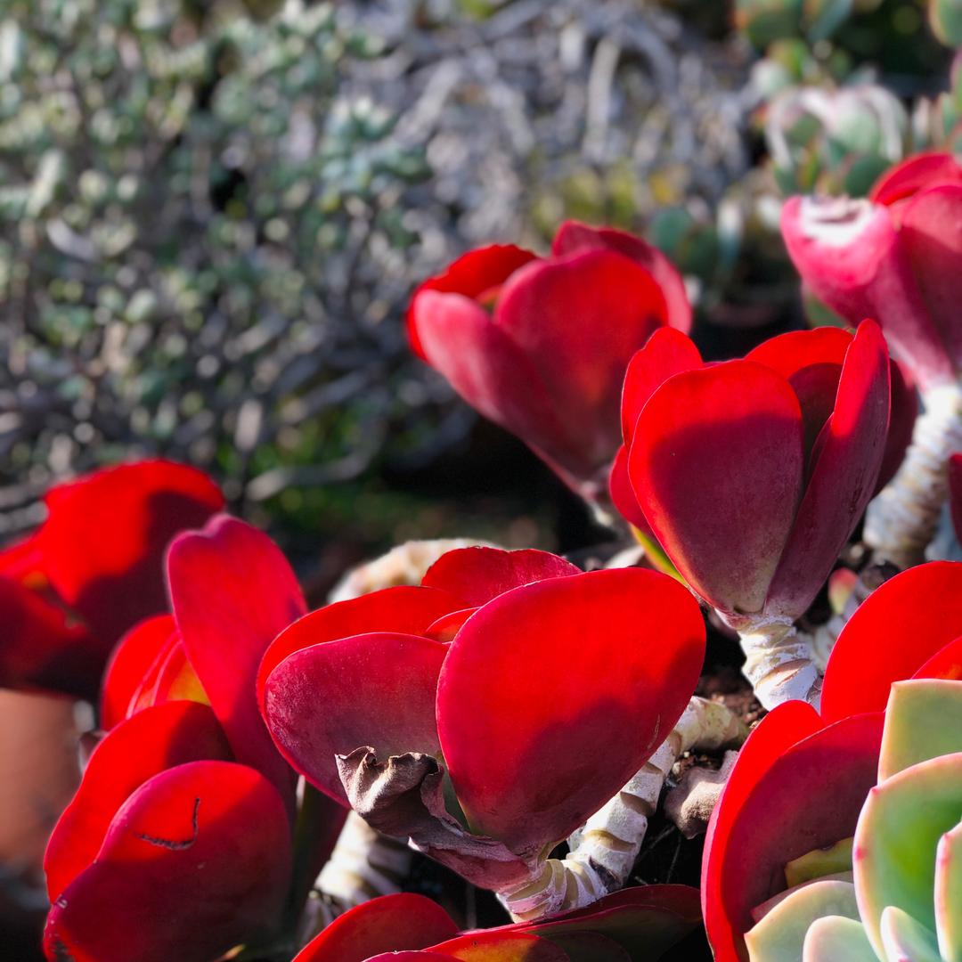 青岛钰花园多肉基地