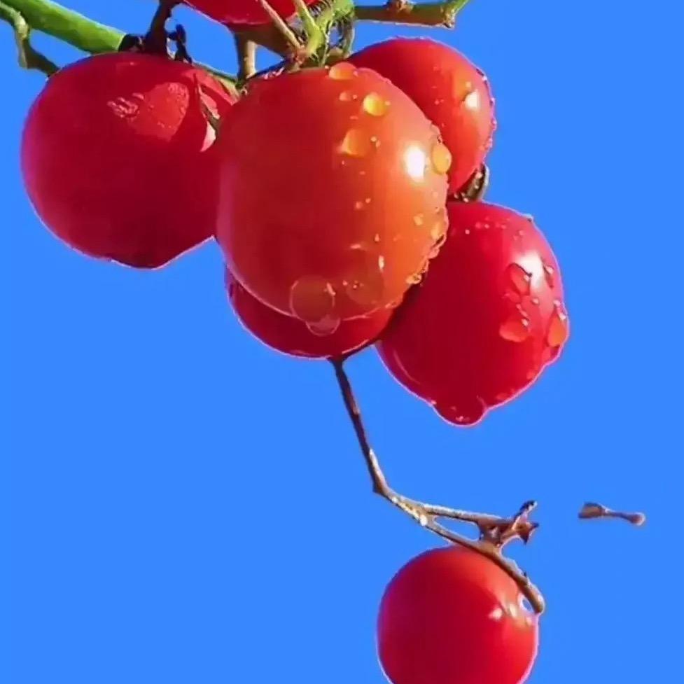 鱼鱼果鲜