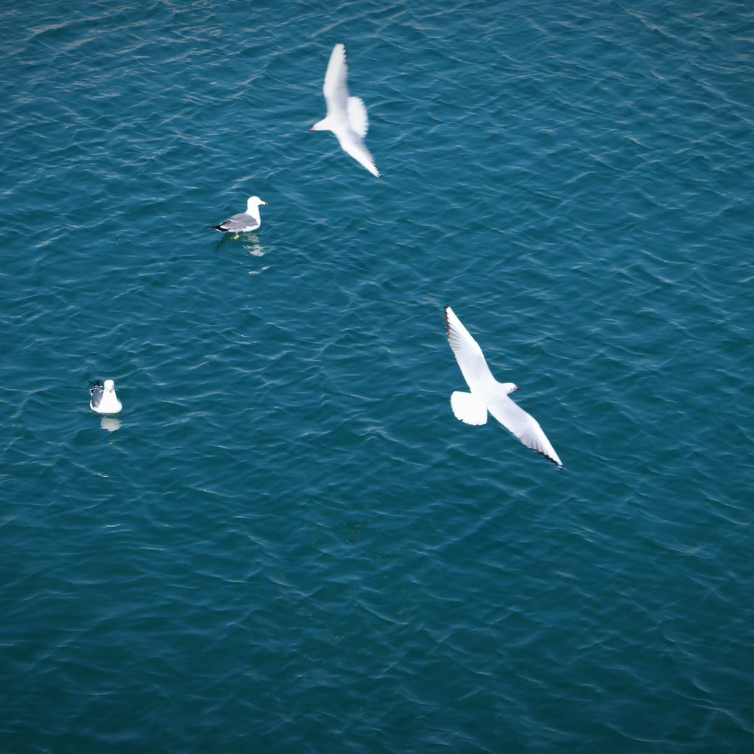 Taco、头耷耷先生🌮️