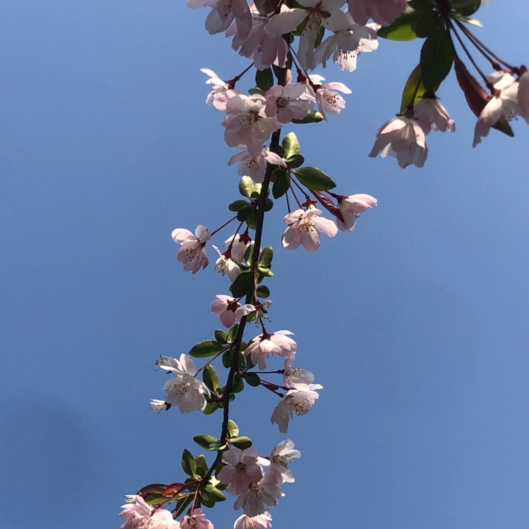 轩