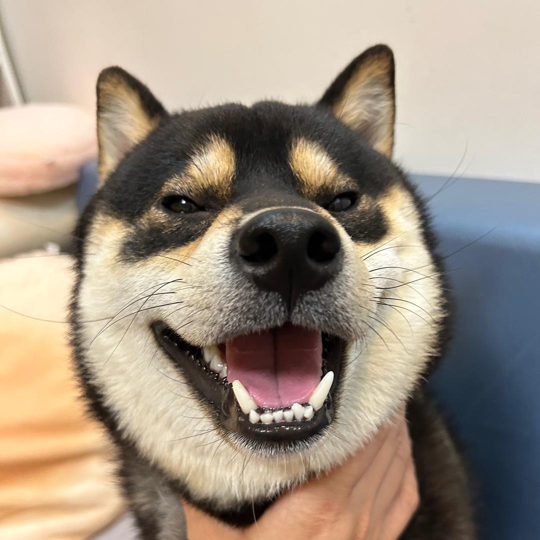 猪头狗阿喵