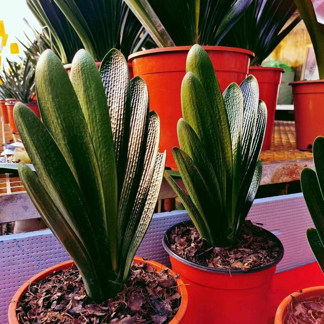 君子兰叶面文化馆