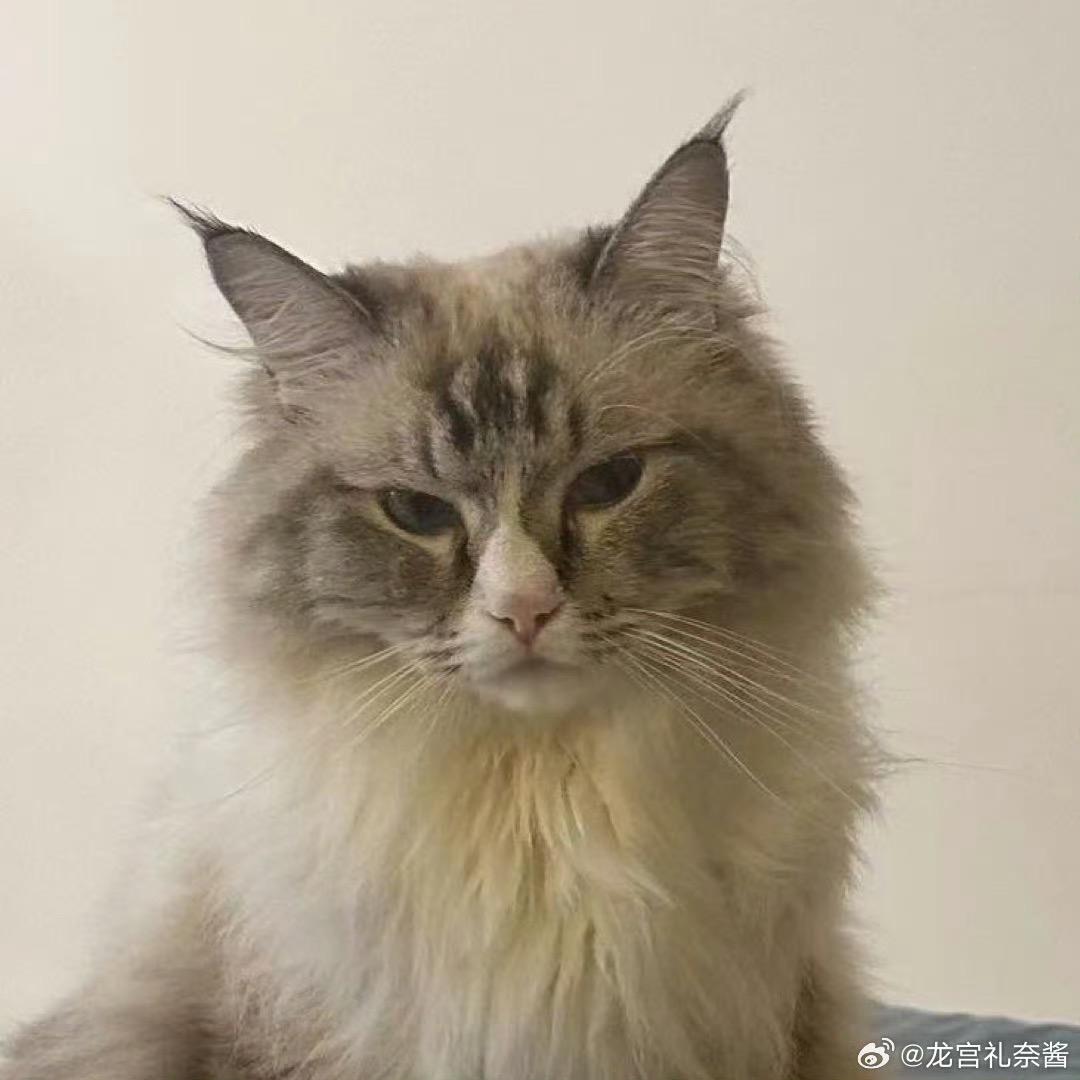 呆酱是一个小猫