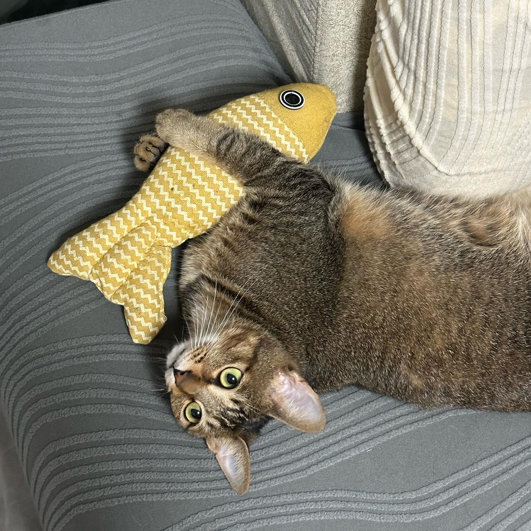 爱喝可乐的猫