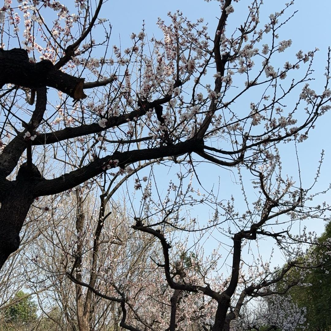 月光雕刻师、晚风