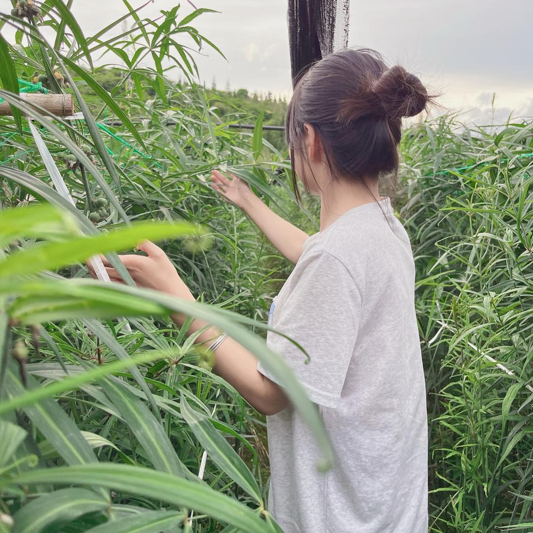 种点草草药🌿