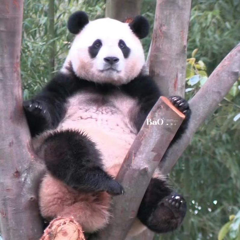 熊猫情报局Panda World