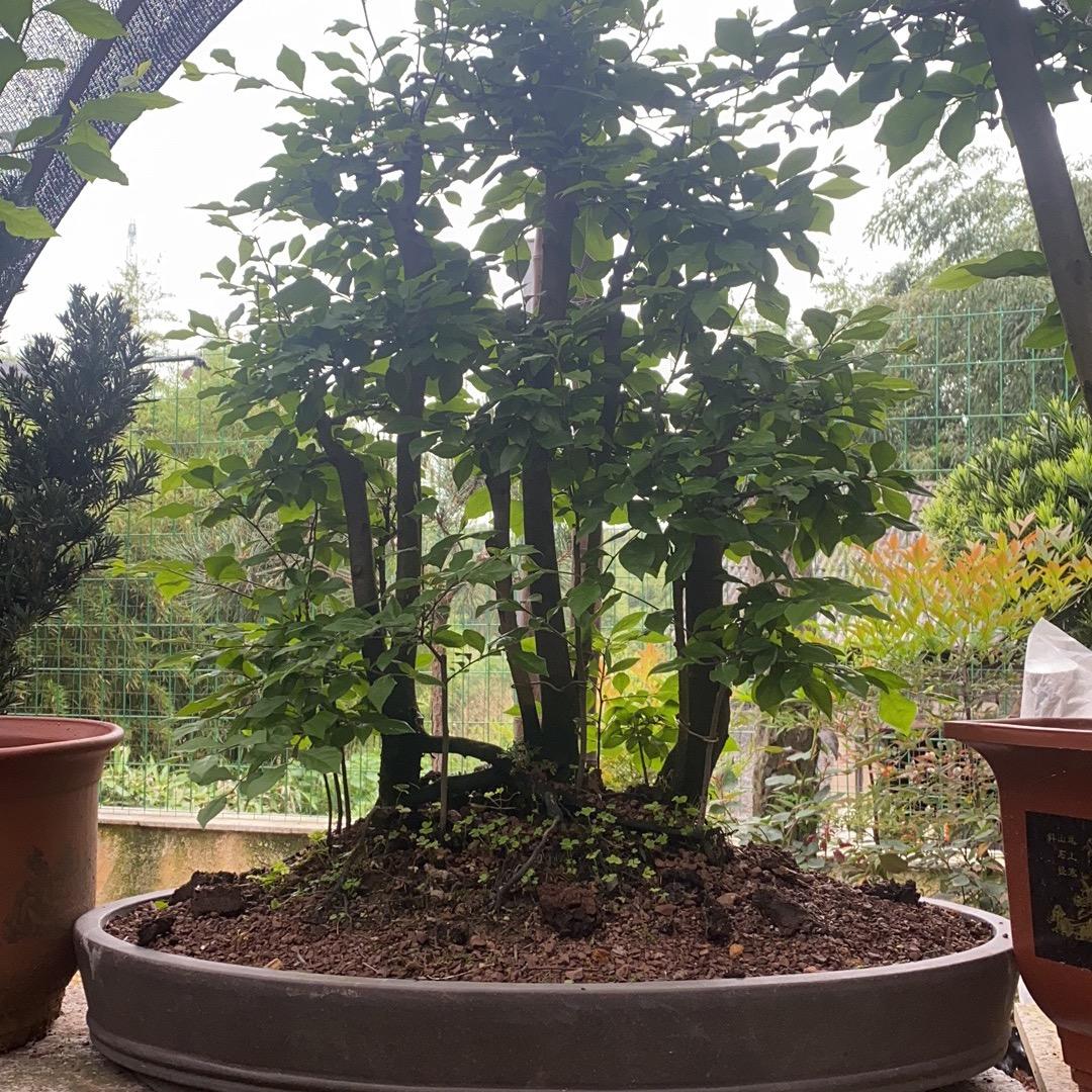 王者风范.