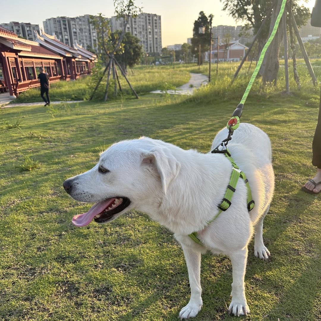 宝贝队长宠物用品