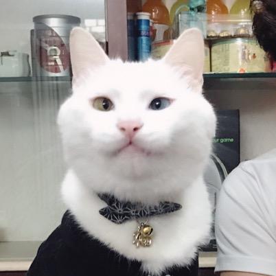 猫叔路虎