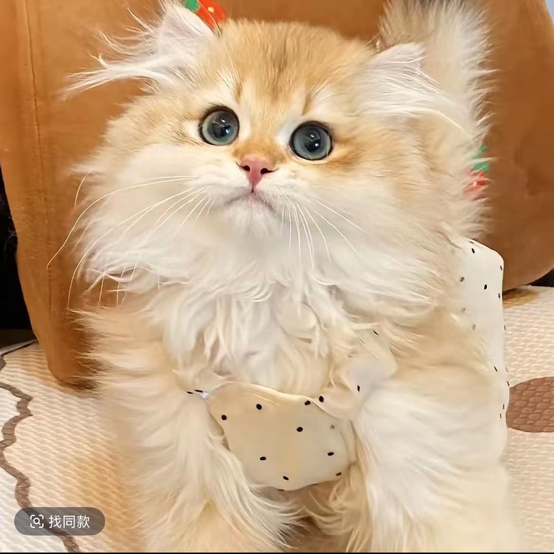 七七家萌宠金渐层猫屋