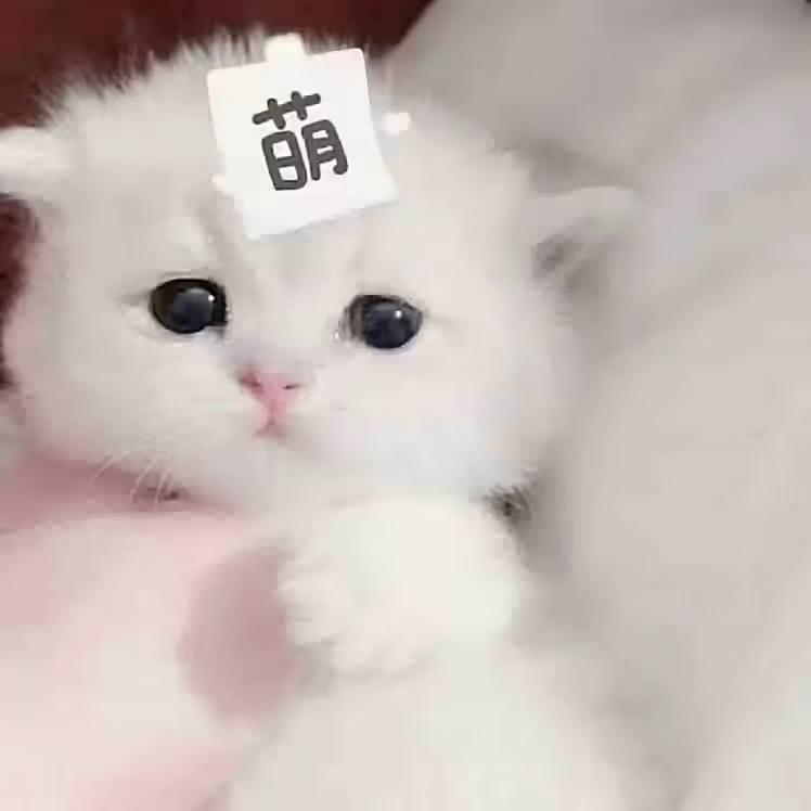 小小念（已瘦17.6）