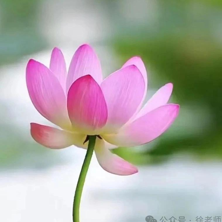 荷
