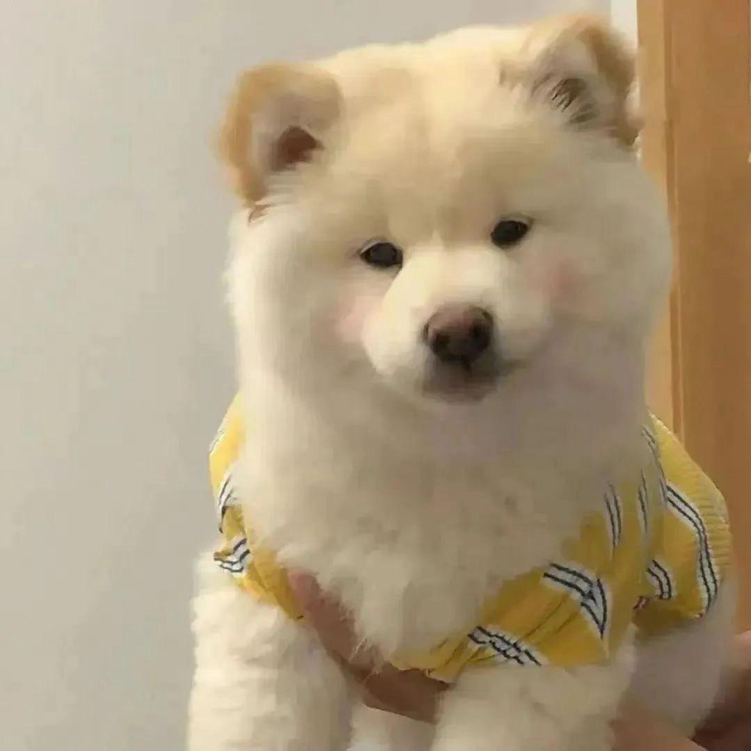 奥沙