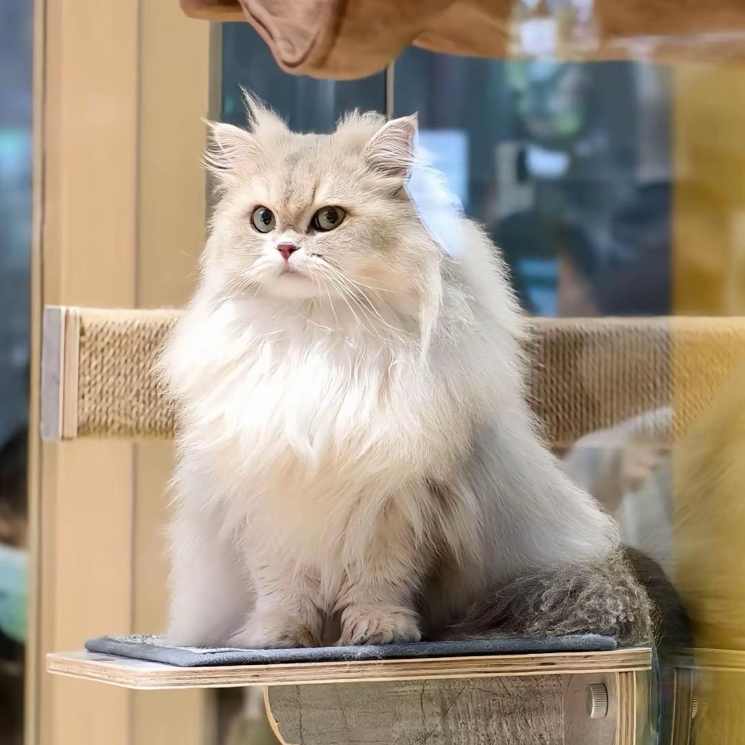 嘟嘟嘟嘟嘟嘟嘟