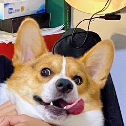 大婧婧家的🤪波波基🐶