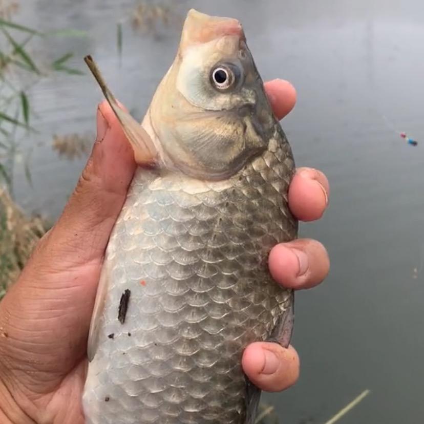 户外 小鲨鱼🎣《承蒙厚爱》
