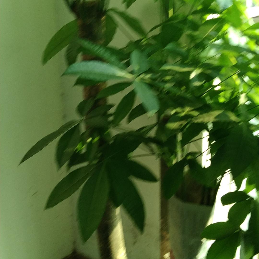 狼
