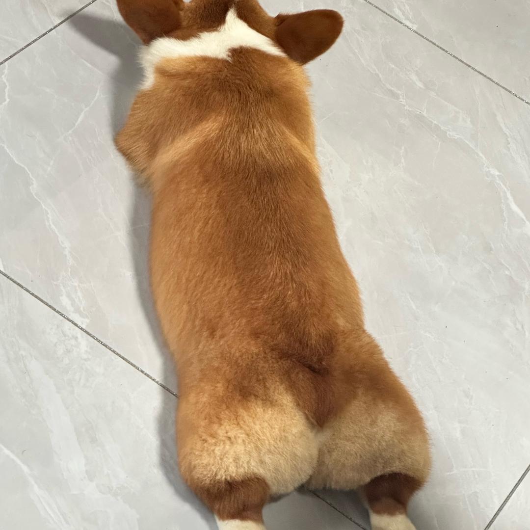 旺了个旺宠物生活会馆