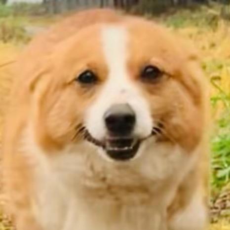 大足云飞犬舍