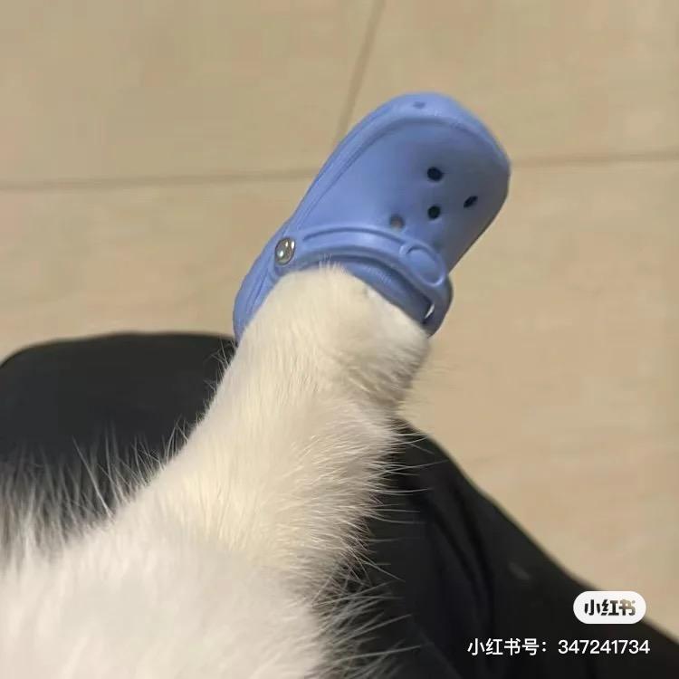 大龙龙没素质